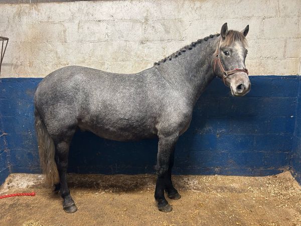 3 year old Connemara - Main image