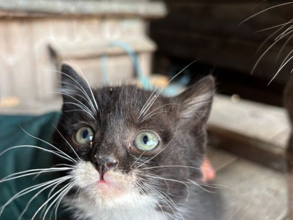 Kittens - Main image