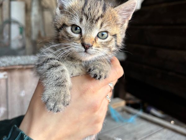 Kittens - Main image
