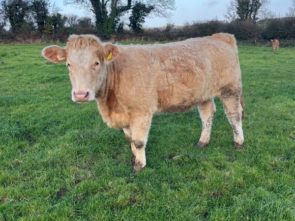 Castlerea Mart Breeding Stock - Main image