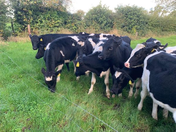 Friesian Heifer Calves Carnaross Dairy Sale on Wed - Main image