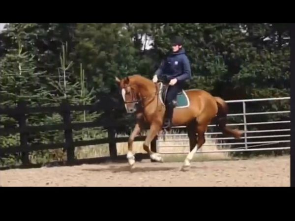 Joey TIH Sire Pointilliste TB , Dam ID - Main image