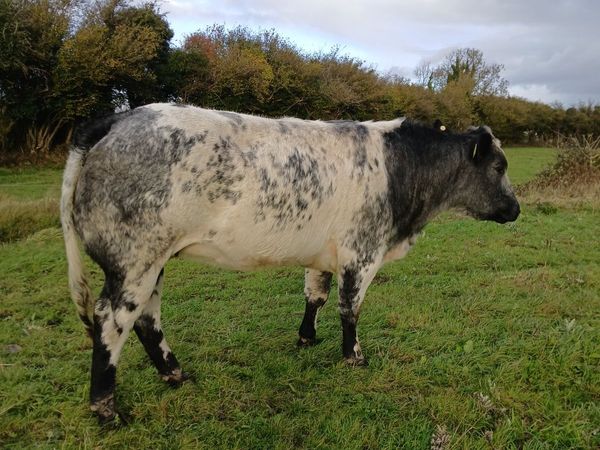 Beef cattle - Main image