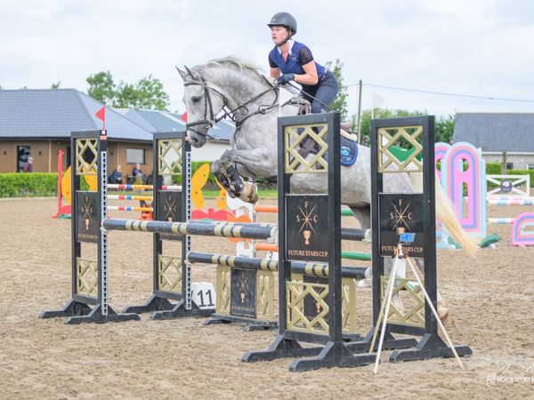 Athletic Irish Sport Horse for sale - Main image