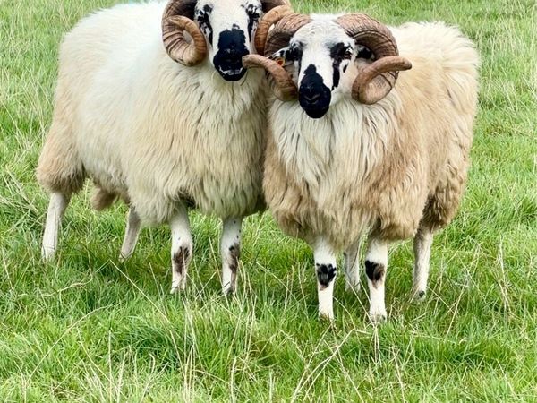 4 Hogget Scotch Rams & Scotch Ram Lambs For Sale - Main image