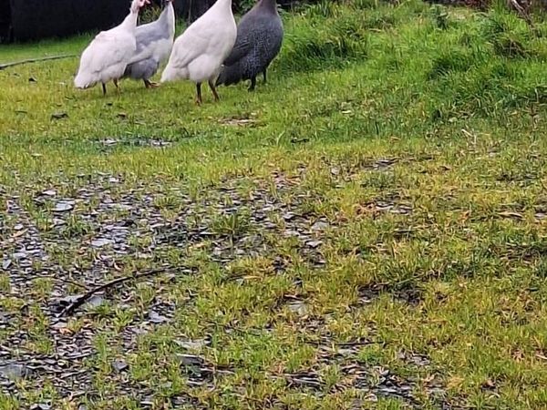 Guinea fowl - Main image