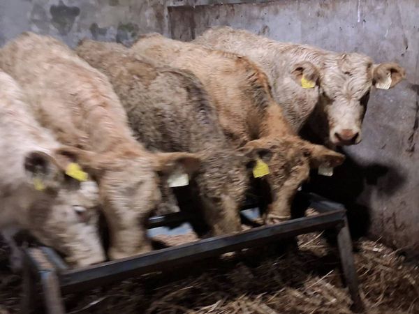 5 Charolais Weanling Heifers - Main image