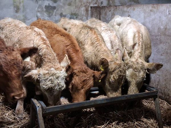 7  Quality Continental Bull Weanlings - Main image