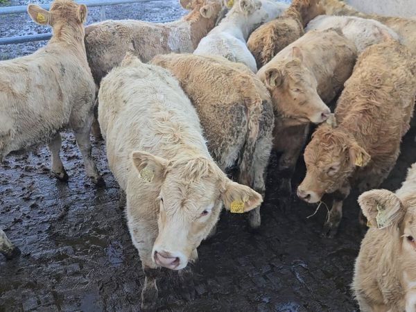 18 Super Charolais Heifers. - Main image