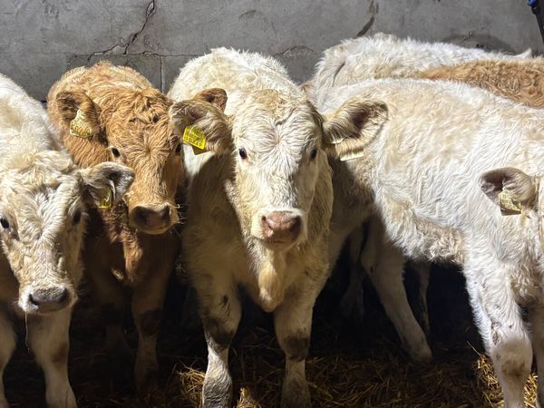 ⭐️ 10 Charolais Heifer Wealings ⭐️ - Main image