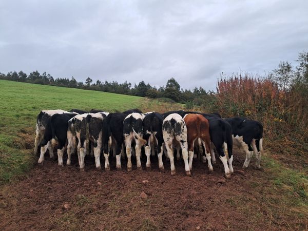 Weanlings Mid Tipp Mart 28/10 - Main image