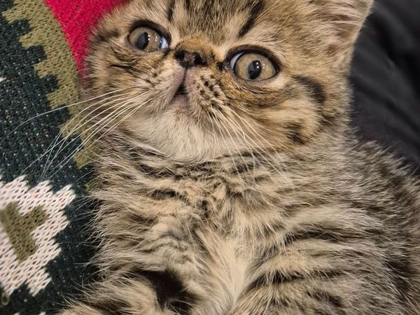 Exotic shorthair kittens - Main image