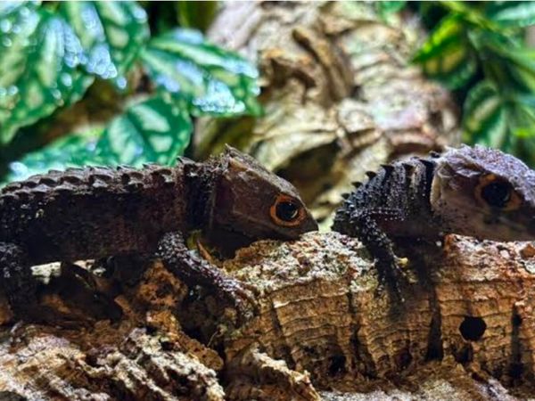 Crocodile skink pair - Main image