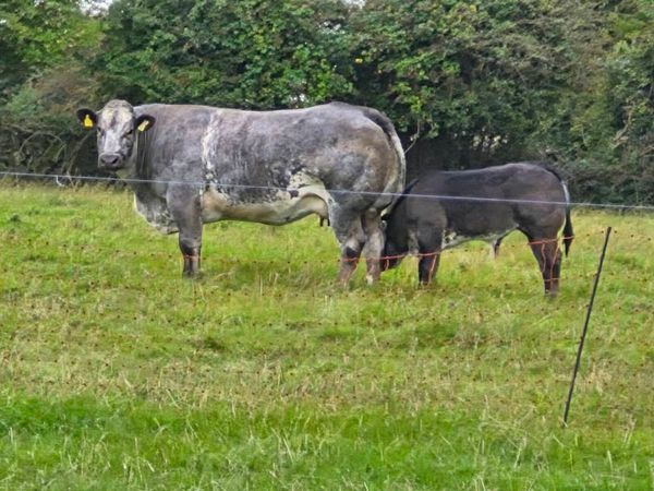 INCALF HEIFERS - Main image