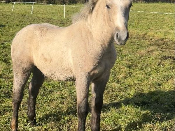 ***Super Connemara Colt Foal*** - Main image
