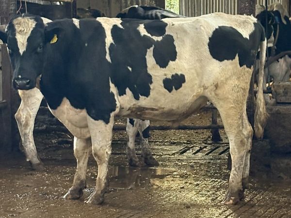 Pedigree holstein freisan bull - Main image