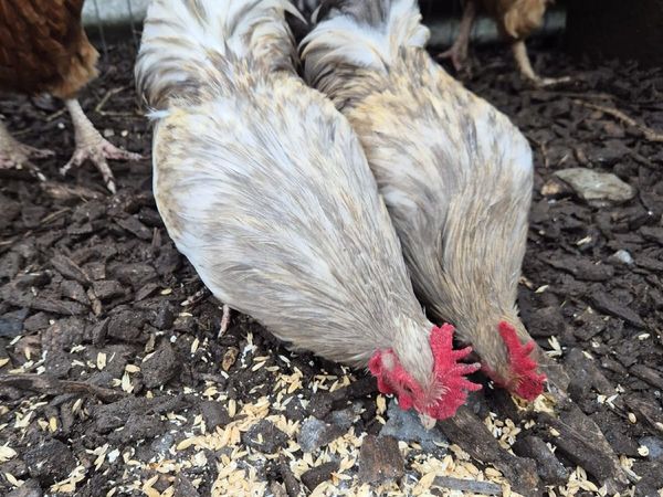 Bantom roosters - Main image