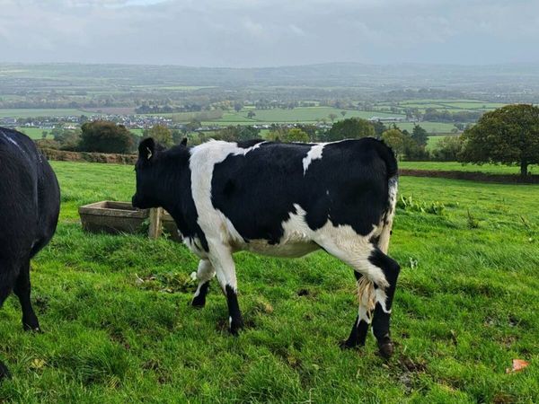 Livestock - Main image