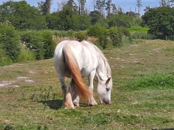 Heavy Cob Mare - Main image