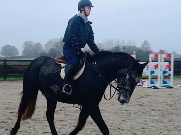 4 yr old ISH gelding - Main image