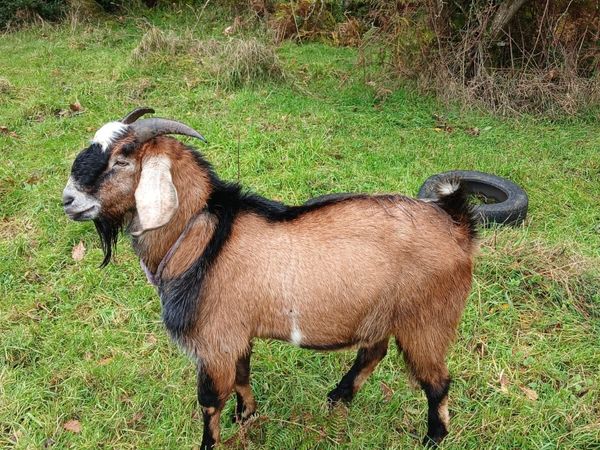 Anglo Nubian Puck Goats - Main image