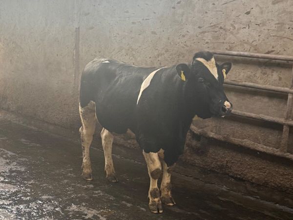 Pedigree Friesan bulls - Main image