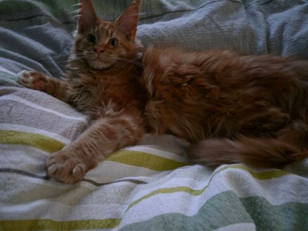 MAIN COON KITTENS 😺 - Main image