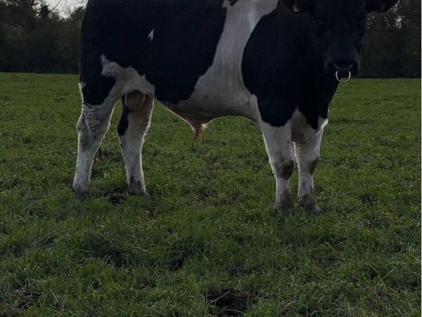 Friesian bulls - Main image