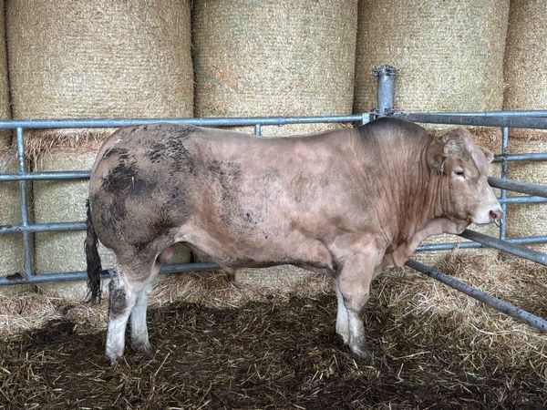 Bull for sale - Main image