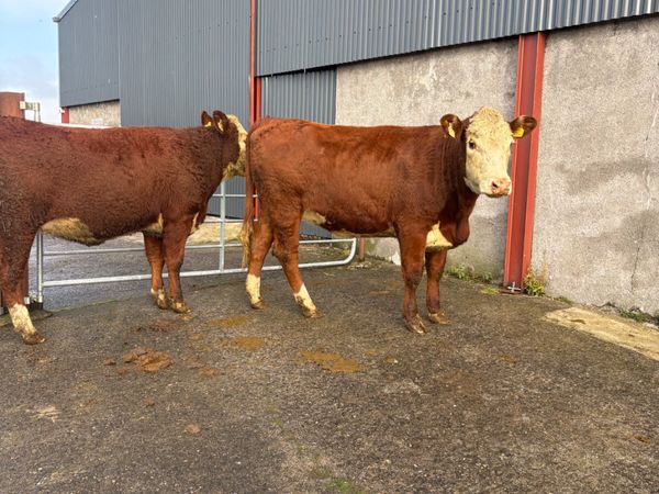 Hereford heifers x2 500kgs  2025 - Main image