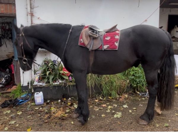 Approx 15.2 hh 16 yr old hacking cob - Main image