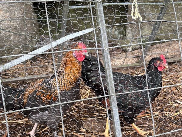 Roosters - Main image