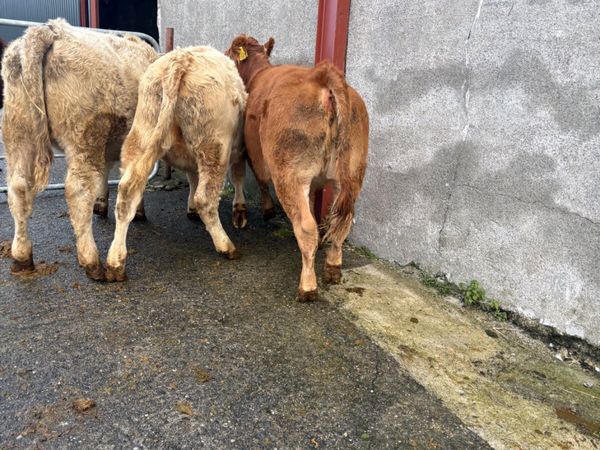 Chx and lmx weanlings 280kgs - Main image