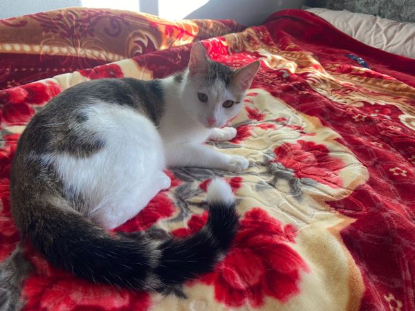 Ketten with all toys included - Main image