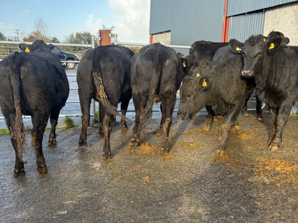 Angus heifers born 2025 400kgs - Main image