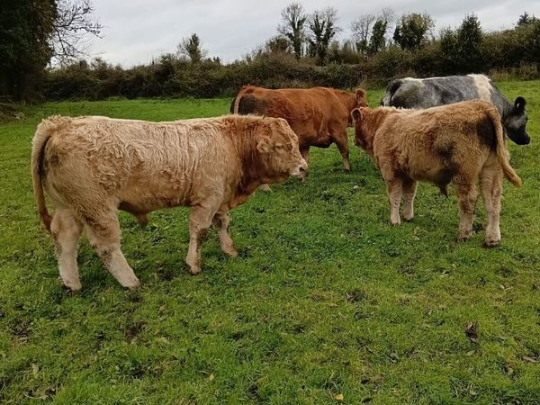 Charolais weanlings - Main image