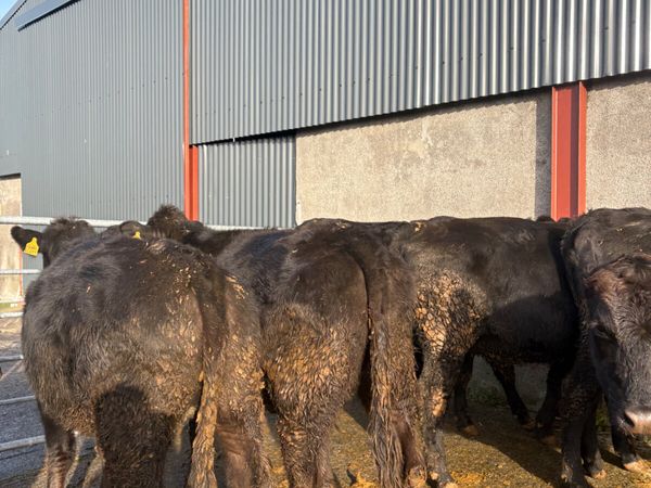 Angus heifers x 8 born 2025 380kgs - Main image
