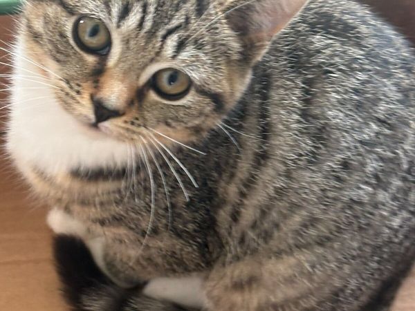 Kittens - Main image