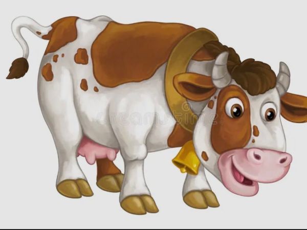 Wanted inCalf  Crossbred Heifers - Main image