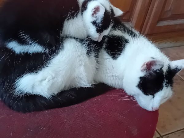 Kitten - Main image