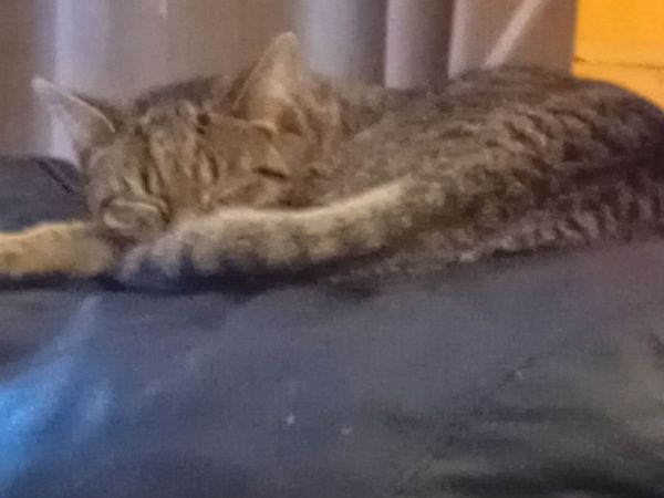 Cat - Main image