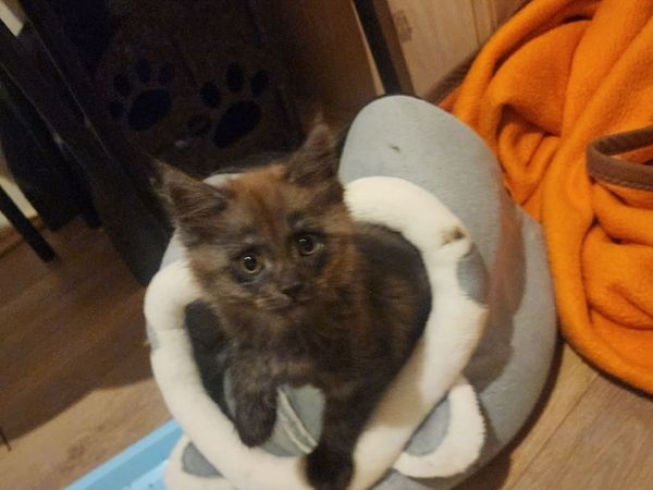 Kittens half maine coon - Main image
