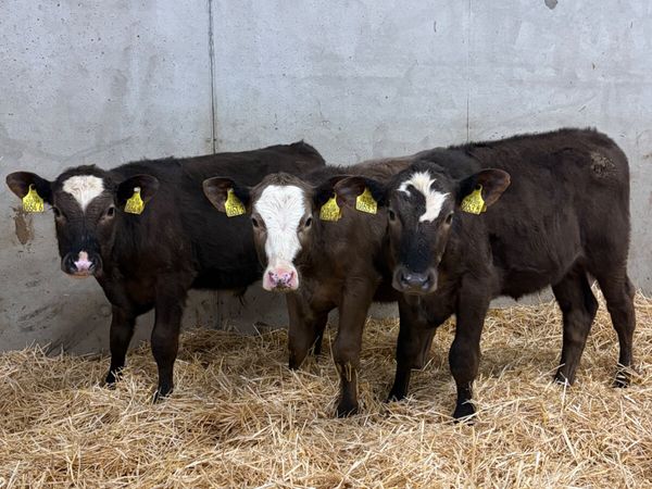 3 Reared Angus Calves - Main image