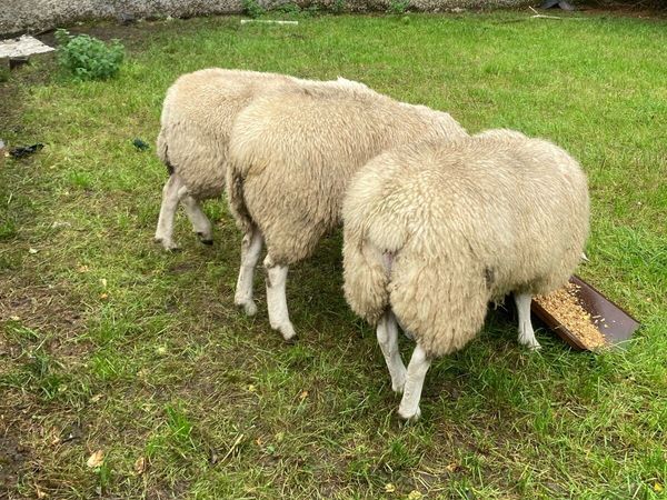 Belclare PBR Ram Lambs - Main image