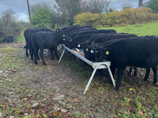 Weanlings - Main image