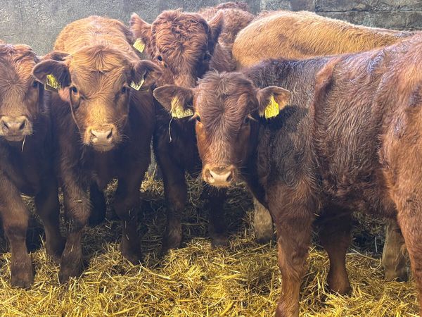 ⭐️ 5 Red Limousin Bull Weanlings ⭐️ - Main image
