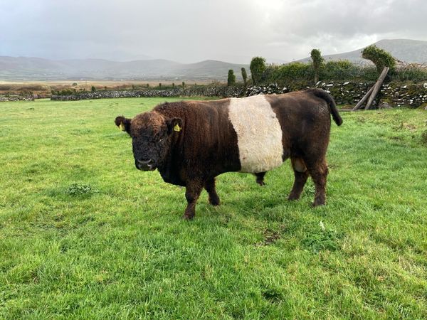PBR Belted Galloway Bull - Main image