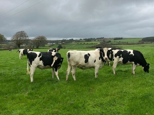44PBR SPRING CALVING HEIFERS @GORTALEA 28/10/26 - Main image