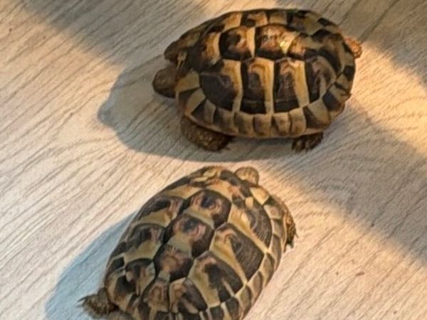 Various reptiles & fish - Main image