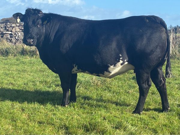 12 Incalf Heifers Saturday 31st Oct - Main image